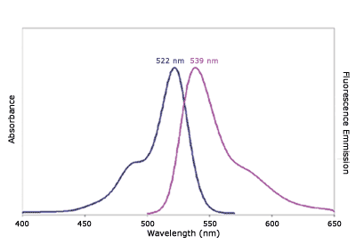 Absorbance and Fluorescence Emission